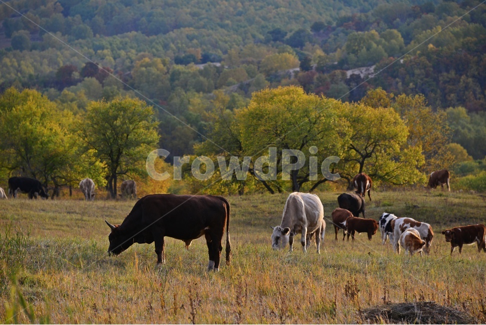 animal,동물,flock,대군,mammal,포유류,sheep,scenery,풍경,outdoors,옥외,nature,자연,landscape,경치,중국,몽고,패상,패상가을,소,소떼