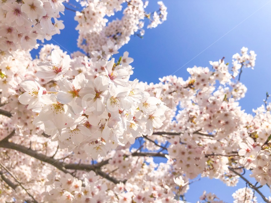 벚꽃,봄,따뜻한,추억,꽃,화창한,나들이,꽃구경,봄,계절,spring,season,식물,자연,plants,nature,꽃,flower,plant,blossom