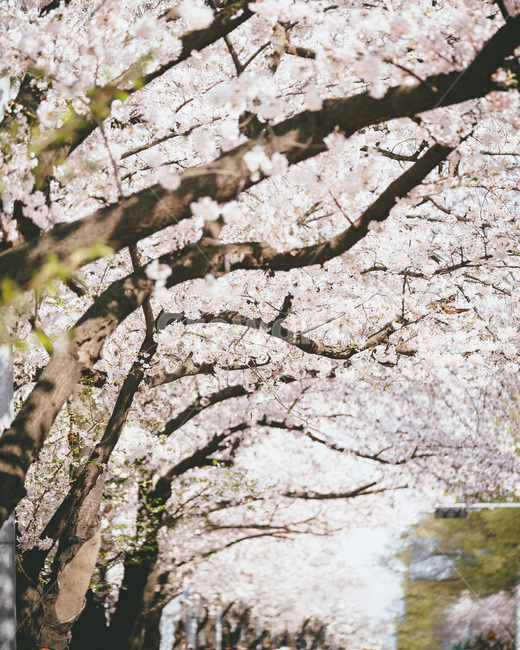 봄,벚꽃,꽃,나무,벚꽃축제,봄꽃,blossom,cheeryblossom,사쿠라,sakura,plant,식물,봄,계절,spring,season