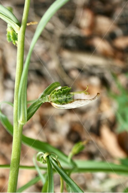 패모류,패모씨방,백합과,한대성식물,여러해살이풀,약용식물,식물,자연,plants,nature
