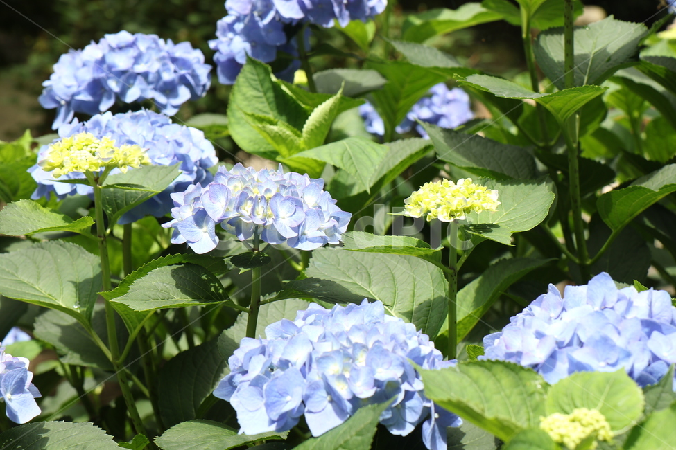 수국,쌍떡잎,식물,예쁨,Bigleafhydaranrea,식물,자연,plants,nature,꽃,flower