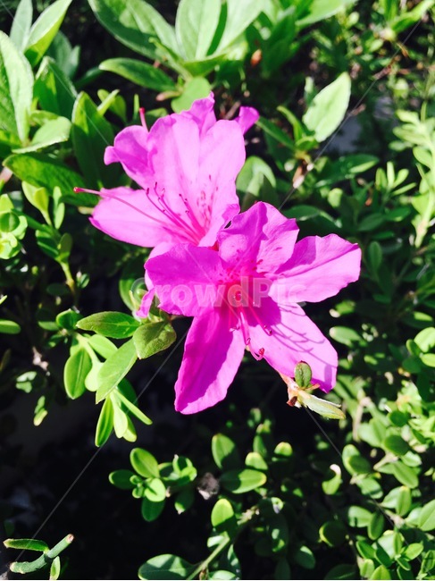 꽃,식물,자연,flower,nature,분홍색,철쭉,철쭉꽃,진달래,진달래꽃,pink,식물,자연,plants,nature,꽃,flower