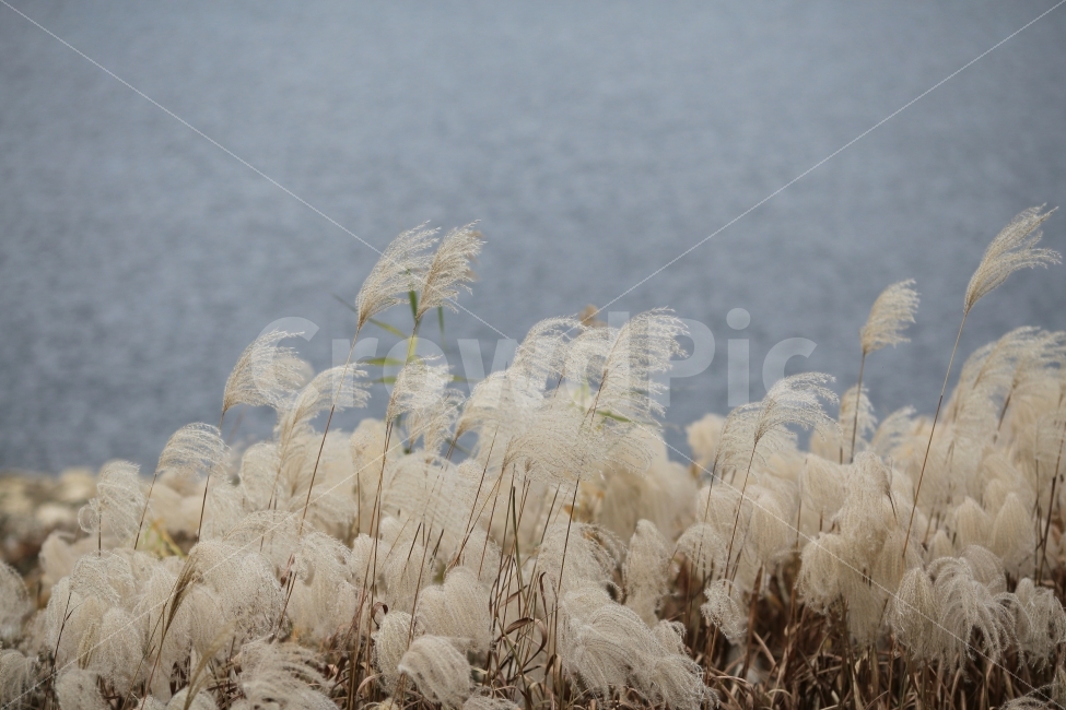 억새,가을,가을풍경,fall,nature,식물,자연,가을,계절,fall,autumn,season,식물,자연,plants,nature,감성,sensible,feeling,grass,잔디,plant,lawn,outdoors,옥외,ice,빙