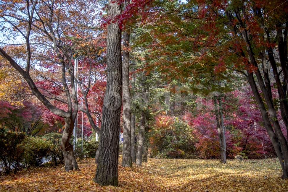 나무,가을,낙엽,단풍,은행,은행나무,단풍나무,그림자,햇살,가을,계절,fall,autumn,season,자연,풍경,nature,landscape,식물,plants,나무,trees,wood,tree,plant,tree trunk,나무 줄기