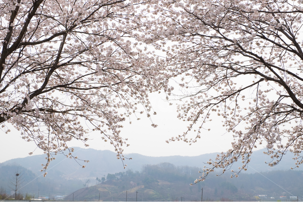 벚꽃,봄꽃,봄,계절,식물,자연,꽃,꽃잎,plant,blossom,flower,cherryblossom,식물,자연,plants,nature,꽃,flower