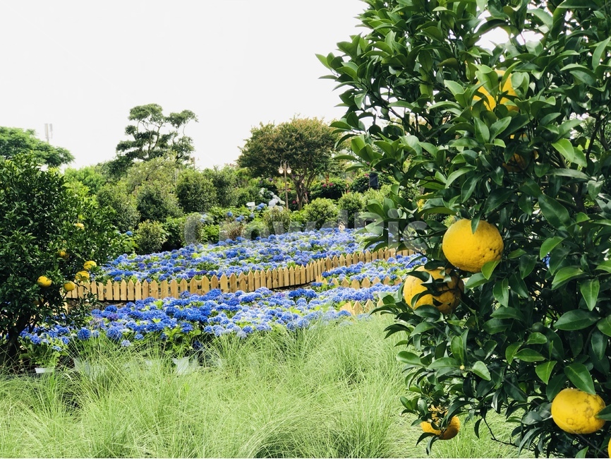 하늘,제주,경치,자연,풍경,자연,풍경,nature,landscape,한국자연풍경,한국자연경관,korea nature landscape,plant,식물,fruit,과일,citrus fruit,감귤류 과일,food,음식,grapefruit,그레이프 프루트,produce,생산액