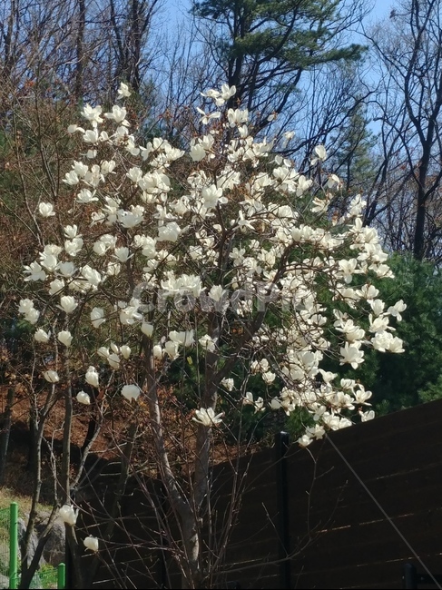 plant,식물,blossom,꽃,flower,봄,흰꽃