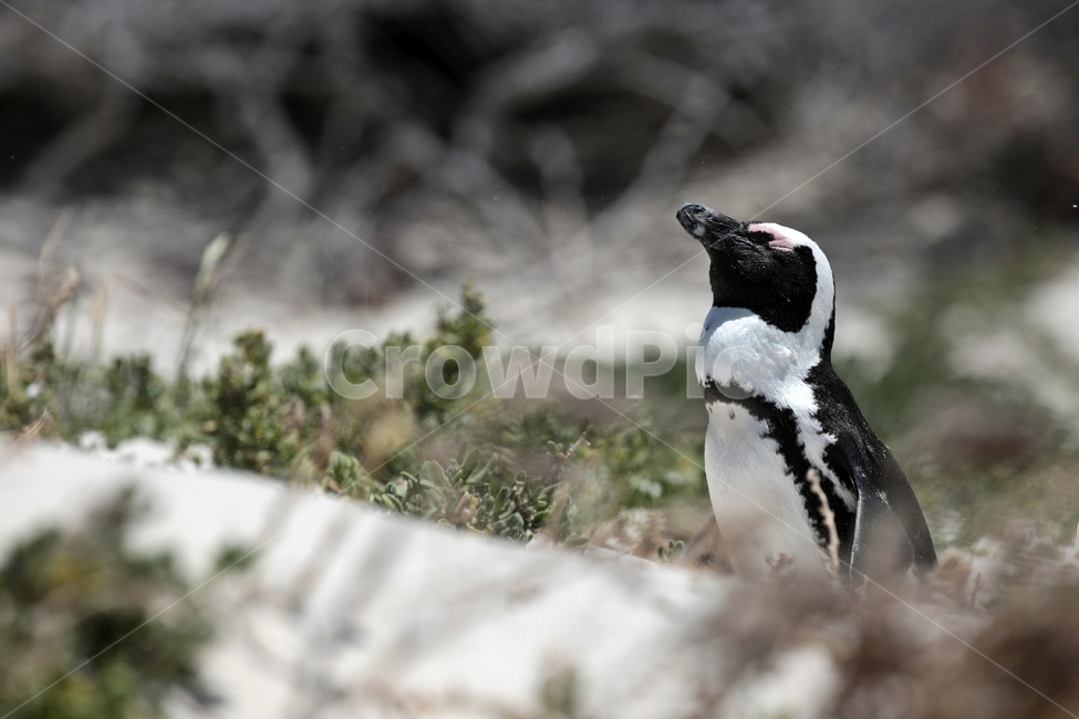 Penguin,Africa,African Penguin,Birds,south africa,sandstorm,cape town,wild animals,jacquard penguin,cape penguin,hatching,Boulders Beach