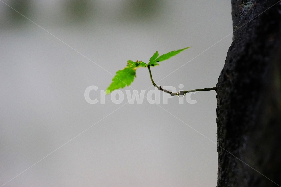 비,단풍나무,새잎,새순,시작,연초록,식물,자연,plants,nature