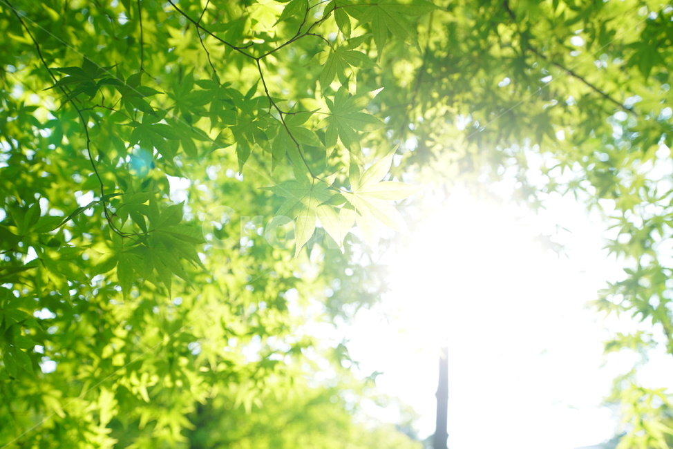 잎,자연,그린,녹색,식물,생물,색감,green,햇살