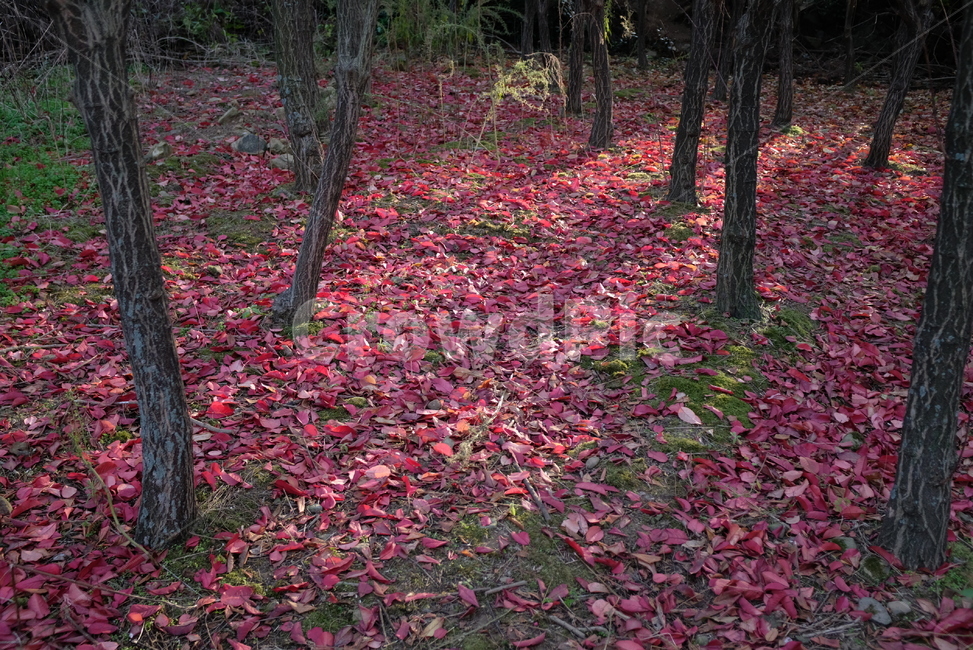 식물,자연,나무,화살나무,숲,winged,spindle,붉은,red,nature,plant,그림자,가을,계절,fall,autumn,season,자연,풍경,nature,landscape,leaf,잎,tree,ground,바닥