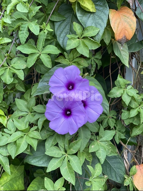 plant,식물,flower,geranium,pottedplant,꽃,blossom,제라늄