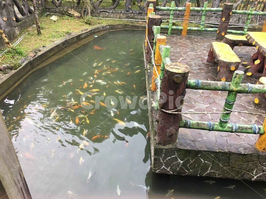 비단잉어,잉어,호수,자연,연못,동물,animal,어류,물고기,fish