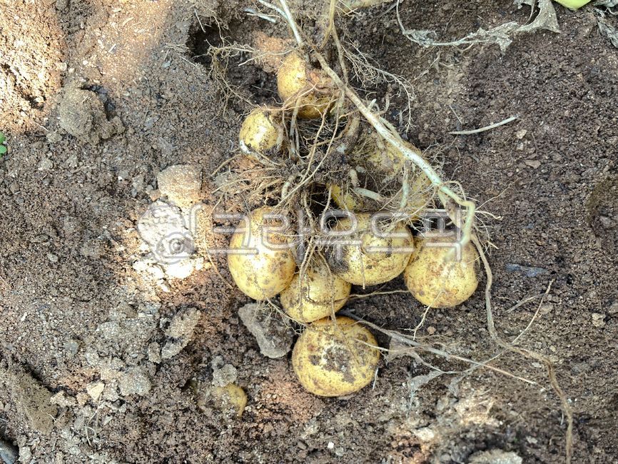 감자,줄기,덩이,뿌리,수확,potatoes,음식,식량,텃밭,정원,유기농,농사,farm