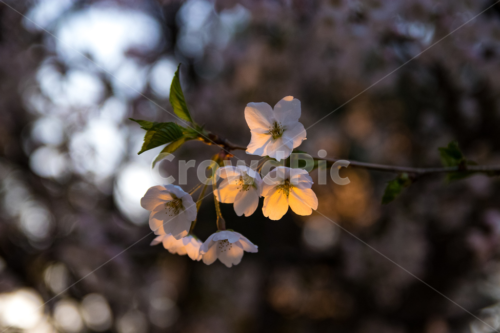 봄,벛꽃,노을,꽃,해질녘,감성,봄,계절,spring,season,식물,자연,plants,nature,꽃,flower,감성,sensible,feeling,blossom,geranium,제라늄,plant