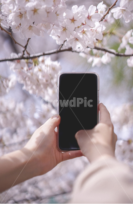 핸드폰,휴대폰,사진촬영,벚꽃,사쿠라,봄꽃,꽃,봄,계절,spring,season,사람,인물,인간,human,person,신체일부,몸,body,사진작가,포토그래퍼,photographer,정보통신기술,전자기기,전자제품,it,information,technology,electronic equipment,phone,전화,electronics,전자 제품,mobile phone,휴대 전화,cell phone,plant,식물