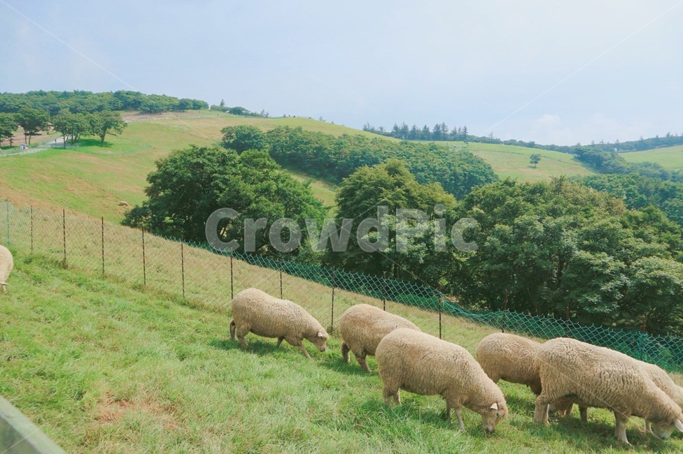 양떼목장,양,sheep,lamb,동물,farm,grass,zoo,animal,animals,green,tree,trees,sheeps,5마리,양5마리,자연,풍경,대관령,대관령양떼목장,목장,배경화면,wallpaper,landscape,kangwondo,daegwallyeong,강원도,힐링,자연경관,한국자연,한국양,koreasheep,동물,animal,포유류,mammal