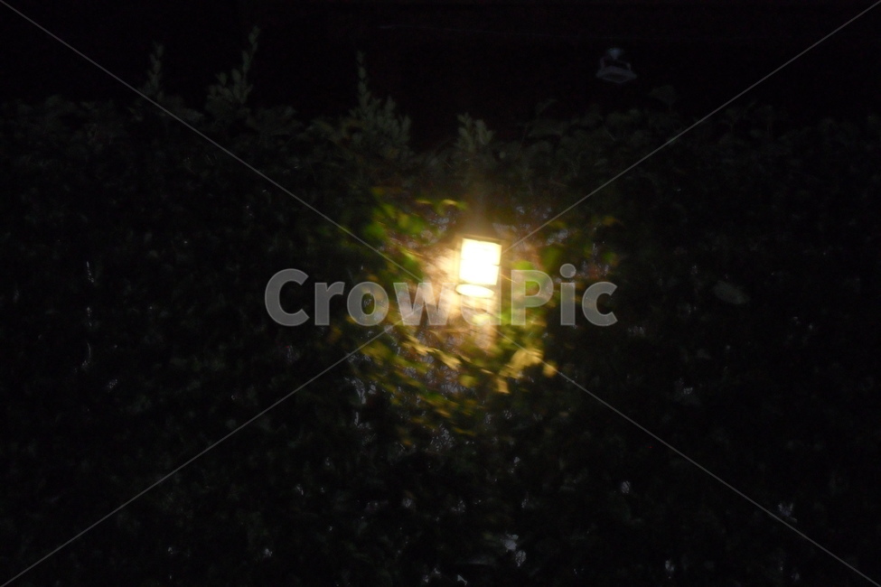 밤,어둠,빛,전등,light,darkness,가로수,lamp,야경,밤,풍경,nightscape,night,landscape,flare,플레어