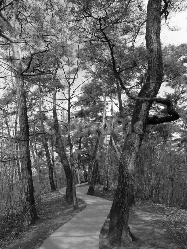 흑백,소나무길,길,소나무,걷고싶은길,자연,풍경,nature,landscape,흑백,모노톤,monochrome,black and white,tree,나무,plant,식물,tree trunk,나무 줄기