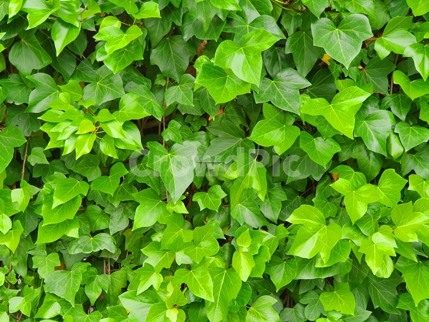 plant,식물,leaf,잎,덩굴,식물,자연,plants,nature