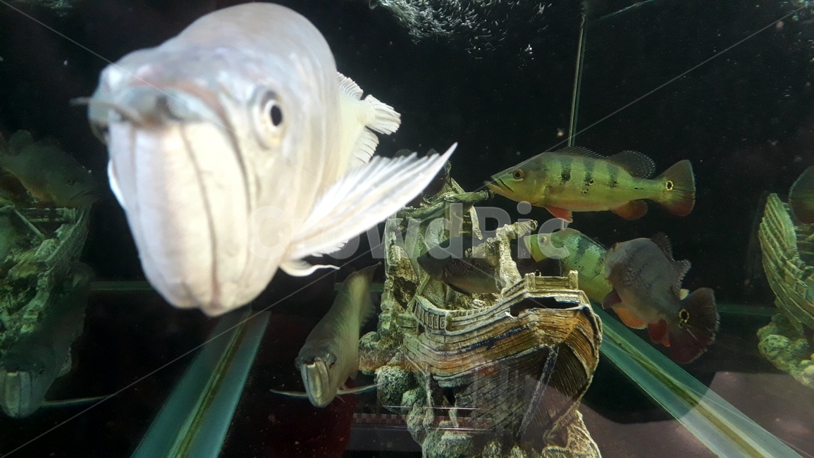 열대어,관상어,물고기,생선,fish,수족관,생물,해양생물,어류,물고기,fish