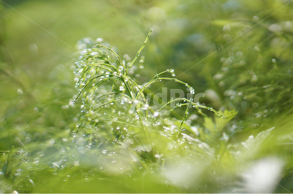 풀,아침,이슬,햇빛,보케,초록,풍경,식물,자연,plants,nature,휴식,힐링,rest,relaxation,healing