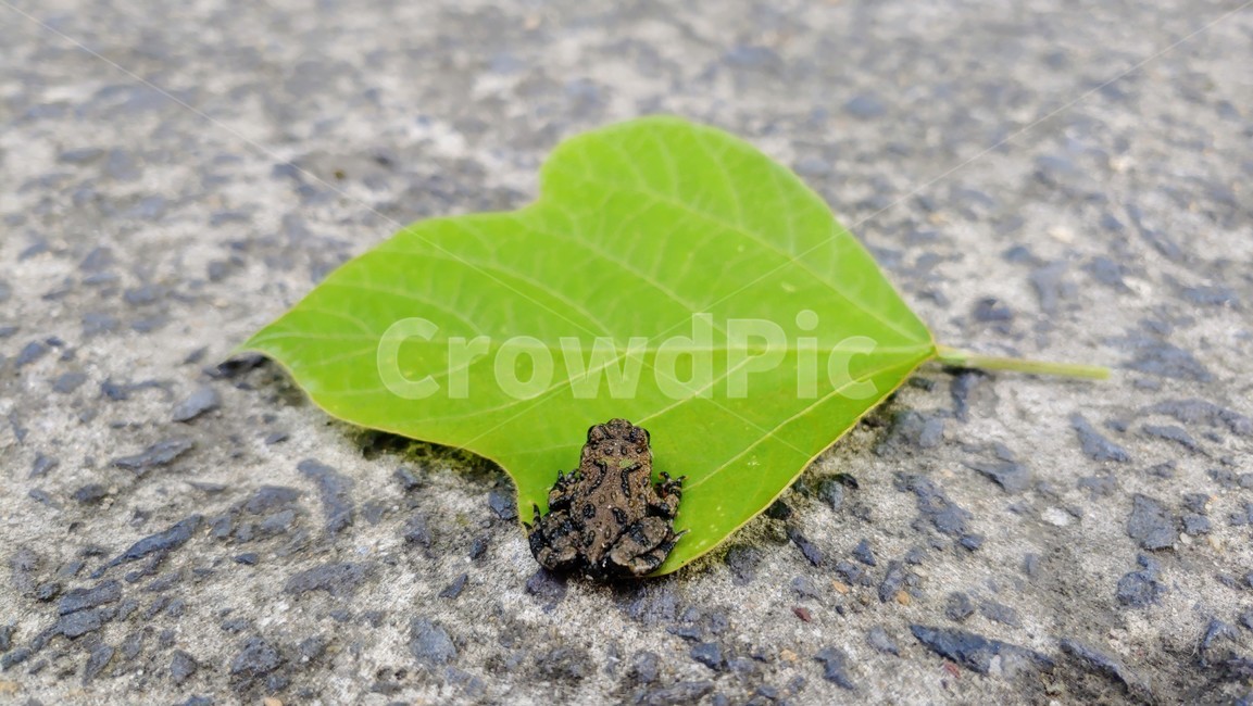 개구리,frog,babyfrog,nature,새끼개구리,작은개구리,leafandfrog