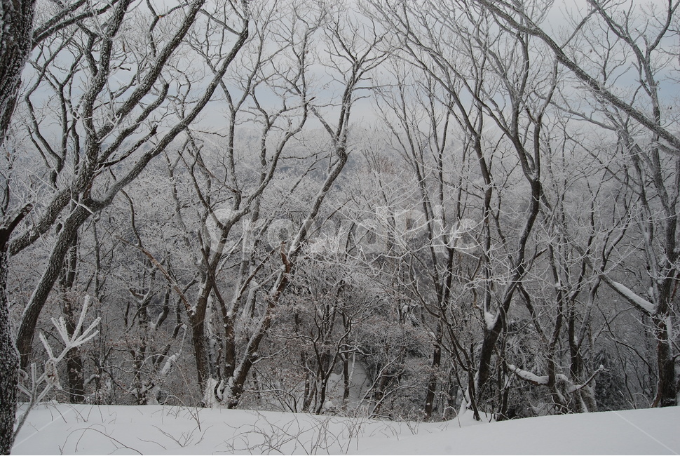 소백산,설경,한국산의아름다움,비로봉,눈꽃나무,자연의위대함,등산로,능선,아름다움,신비스런산,돌,산행,힐링,자연,감성,등산,계절,여행,한국,한국명산,한국등산,풍경,눈,나무,하늘,바람,바람소리,환경,생태계,산,땅,겨울,계절,winter,season,자연,풍경,nature,landscape,한국자연풍경,한국자연경관,korea nature landscape,storm,폭풍,snow,outdoors,옥외,blizzard,눈보라