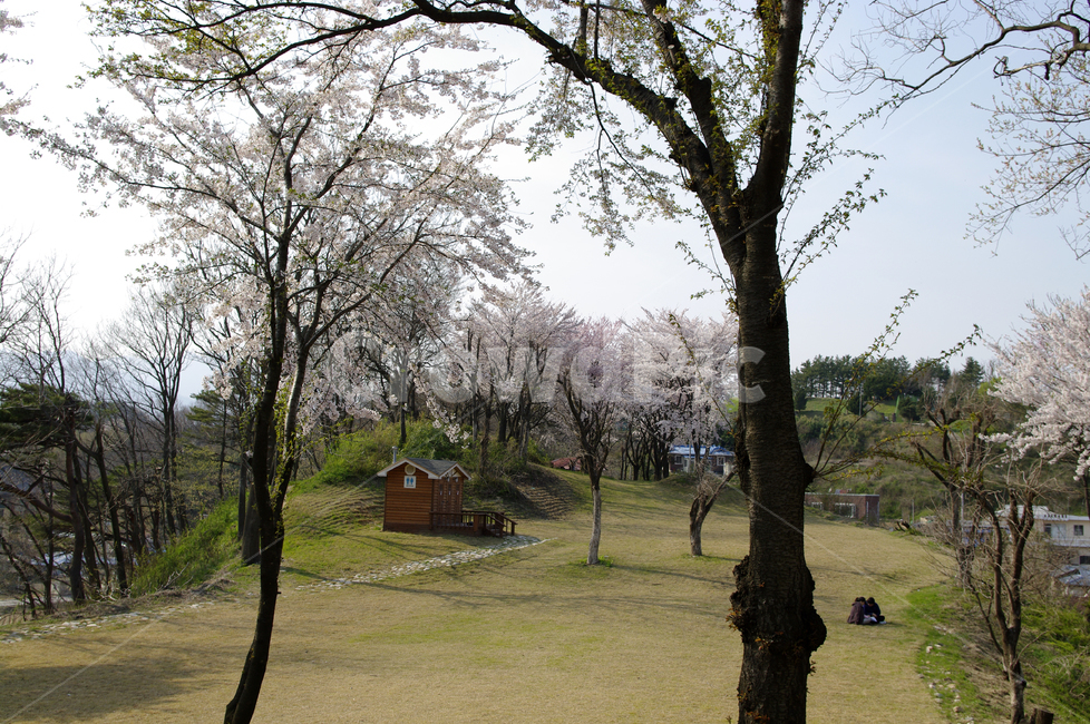봄,벚꽃,나무,꽃,flower,식물,봄,계절,spring,season,자연,풍경,nature,landscape,plant