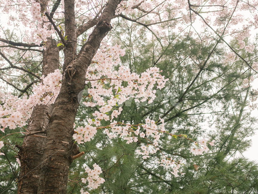 벚꽃,벚꽃나무,감성사진,흐린날,뚝방,중랑천,나무,자연,봄,계절,spring,season,식물,자연,plants,nature,꽃,flower,plant,blossom,cherry blossom