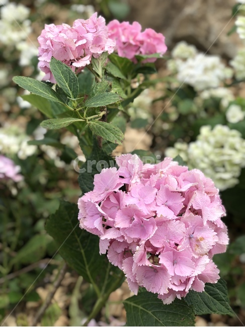 수국,자연,분홍꽃,핑크꽃,수국축제