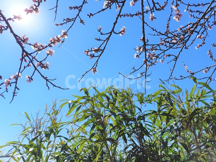 매화,꽃,초록,이파리,초록이파리,풀,하늘,햇빛,쨍쨍,koreanflower,sky,green