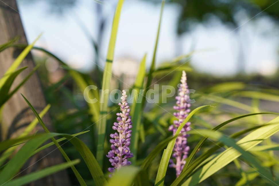 plant,식물,blossom,flower,꽃,식물,자연,plants,nature,꽃,flower