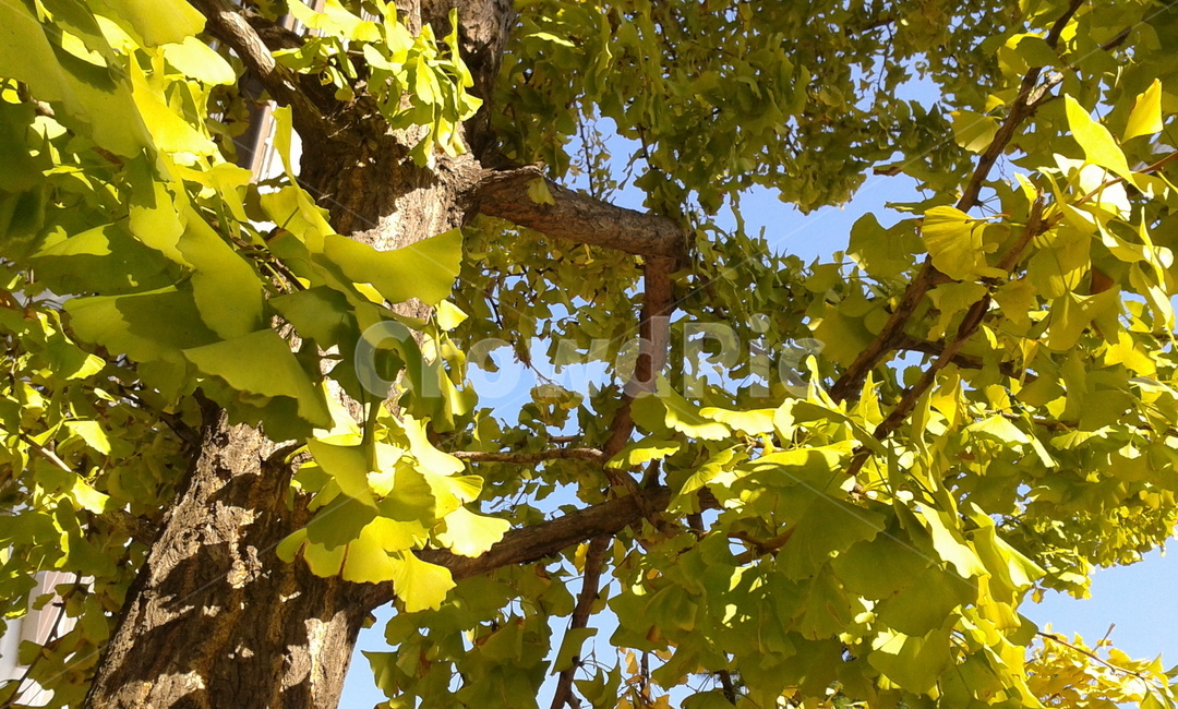 leaf,잎,plant,식물,tree,나무,은행잎,햇살,식물,자연,plants,nature