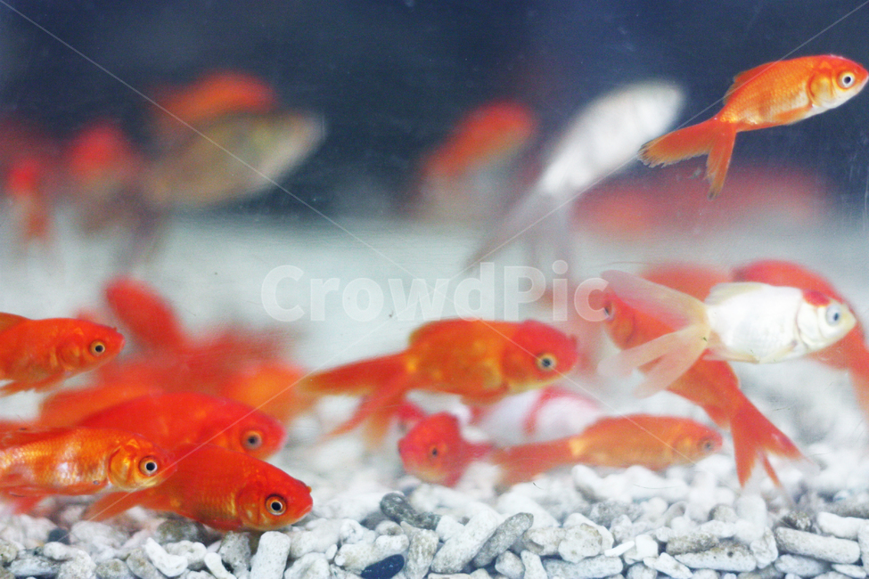 물고기,붕어,잉어,열대어,빨간색,fish,애완용,생명체,어항,자갈,생명,생태,붉은,물,물속,잠수,수중,어류,동물,animal,어류,물고기,fish