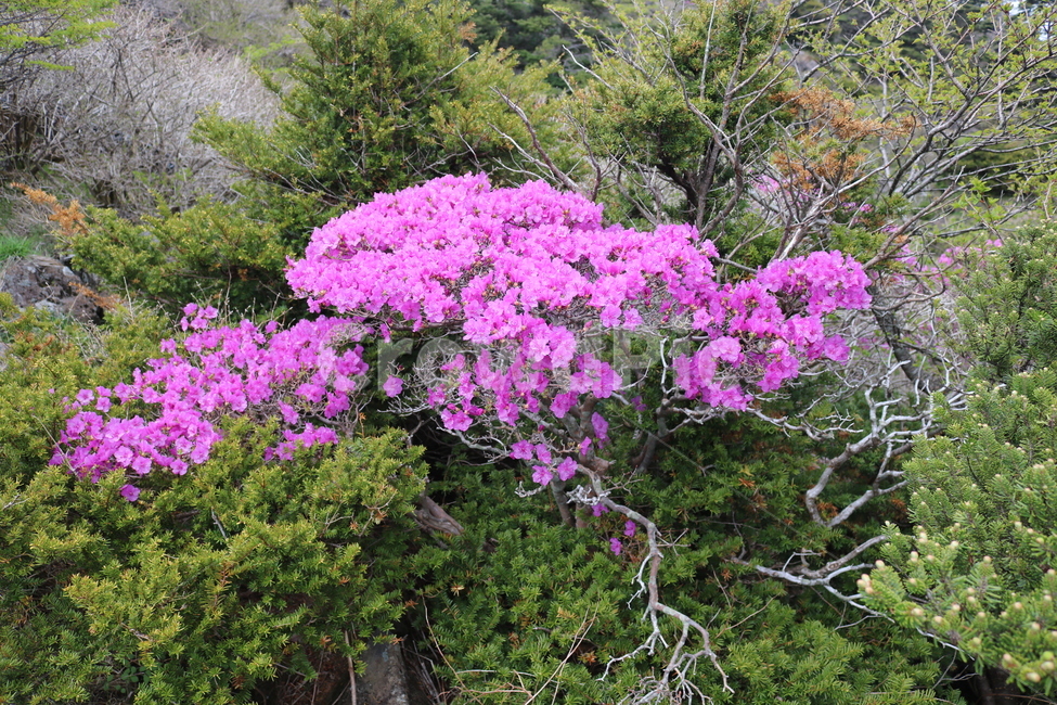 제주도,한라산,진달래,야생화,분홍꽃,봄,풍경,초록,연분홍,계절,식물,자연,꽃,핑크,나무,플라워,산속