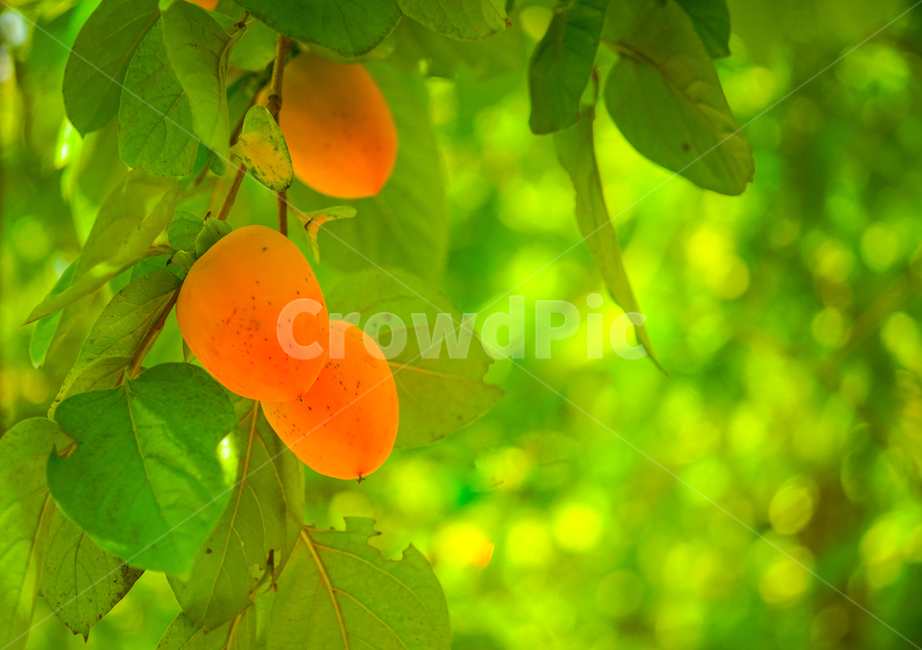 감,감나무,가을,홍시,과일,농사,과수,식물,자연,plants,nature,과일,열매,fruit