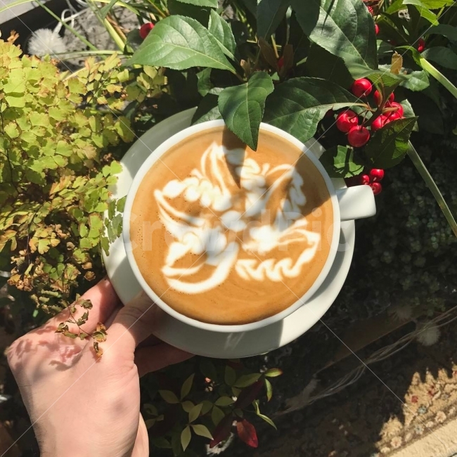 꽃,무궁화,카페라떼,라떼아트,커피,사람,인물,인간,human,person,커피,카페,coffee,cafe
