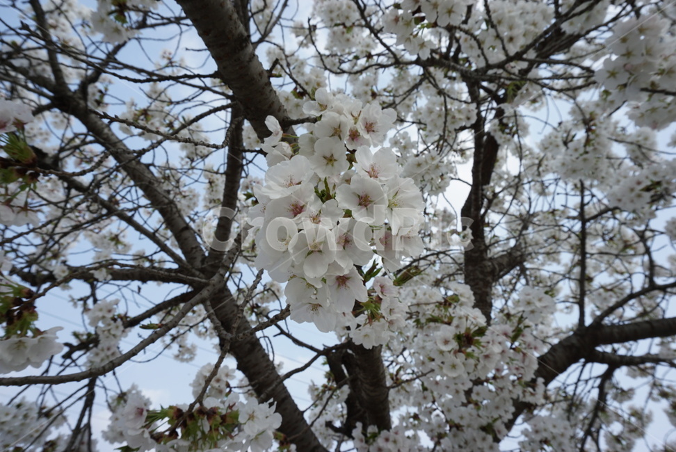 봄,벚꽃,꽃,나무,자연,spring,flowers,식물,예쁜,아름다운,봄,계절,spring,season,plant,flower,blossom,cherry blossom
