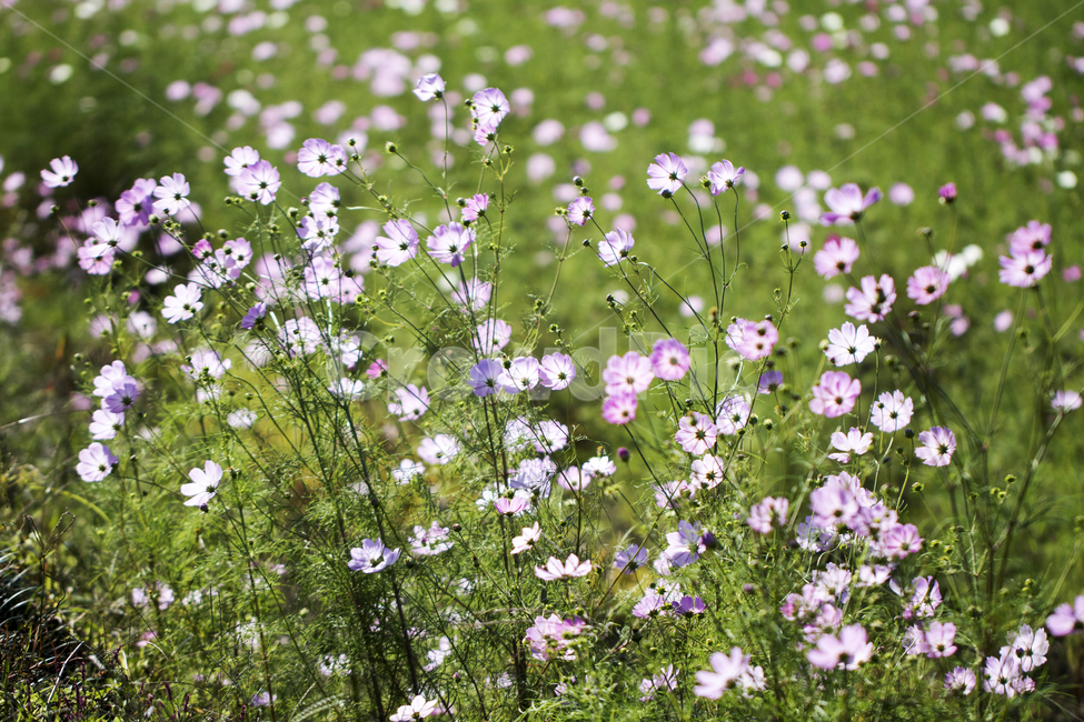 코스모스,꽃밭,풍경,경치,꽃,식물,자연,가을,식물,자연,plants,nature,꽃,flower