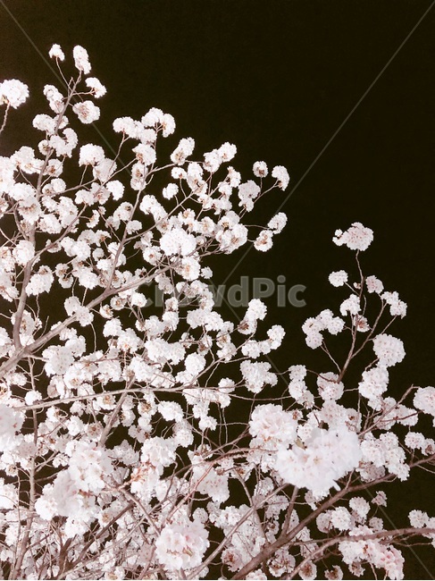 벚꽃,봄풍경,야경,산책로,공원,감성사진,봄,계절,spring,season,야경,밤,풍경,nightscape,night,landscape,plant,식물,cherry blossom,blossom,꽃,flower