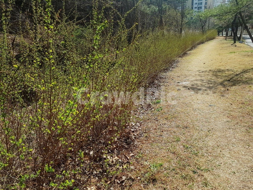 나무,산책로,소나무,꽃나무,하늘,나무길,기울어짐,농원,잔디길,돌길,봄,햇살,고요함,자연,풍경,nature,landscape,gravel,자갈,dirt road,흙길,road,도로,ground,바닥