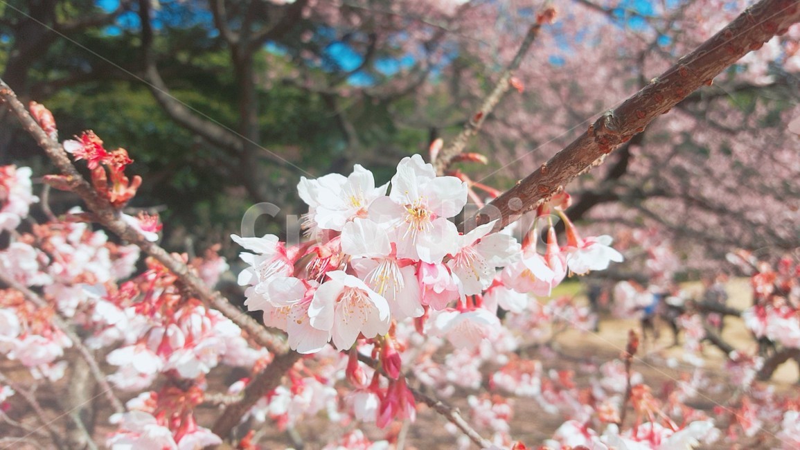 벚꽃,꽃,하늘,파란하늘,벚꽃나무,식물,자연,plants,nature,꽃,flower