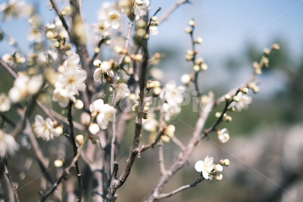 plant,식물,봄,흰꽃,봄꽃,식물,자연,plants,nature,꽃,flower