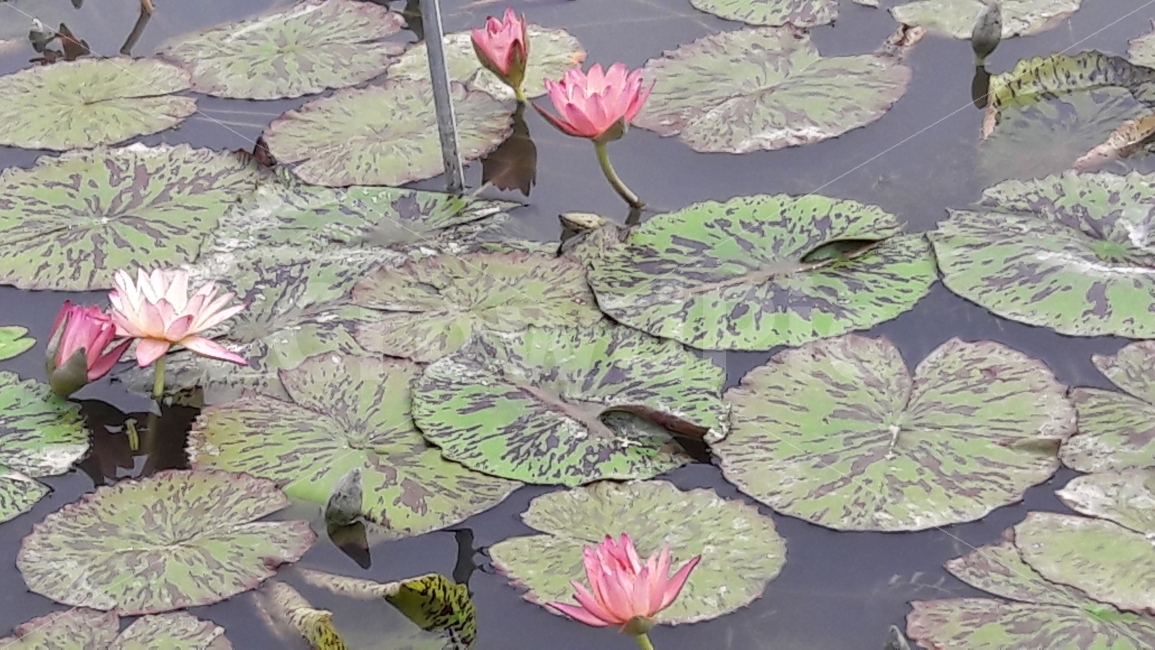 연꽃,연잎,여름,관곡지,조화,식물,자연,plants,nature,꽃,flower