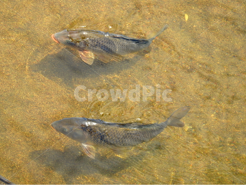 동물,물고기,강,호수,생선,동물,animal,어류,물고기,fish