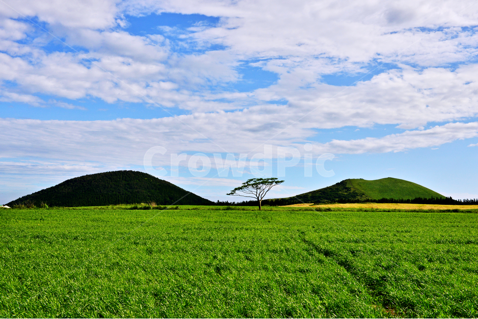 Jeju,outcast tree,nature,Sony Alpha filming location,Isadol Ranch,So Jisub filming location,grassland,outdoors,field,Saebyeol Oreum