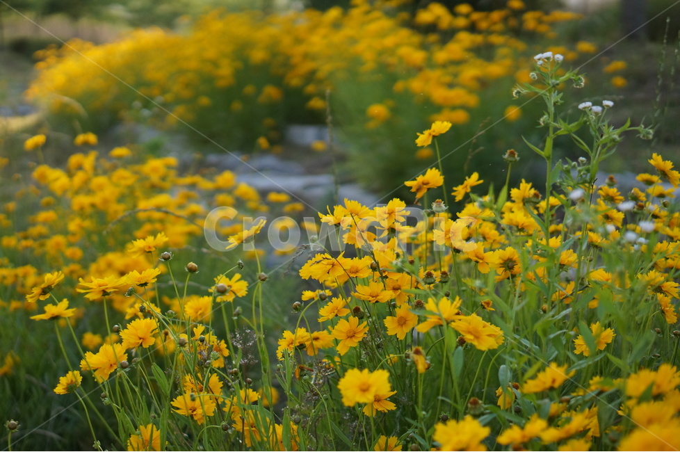 금계국,노랑,꽃,봄,풍경,식물,자연,plants,nature,꽃,flower