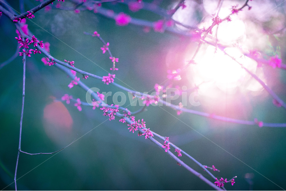 light,빛,노을,핑크꽃,봄꽃,식물,자연,plants,nature,꽃,flower,휴식,힐링,rest,relaxation,healing