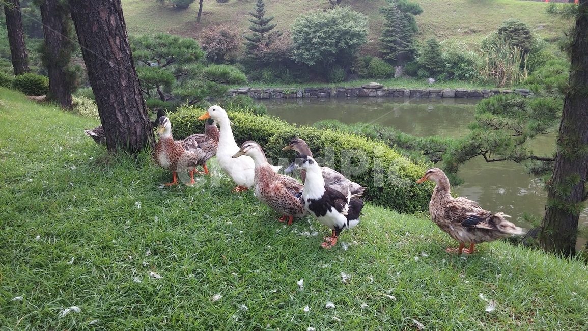 오리,연못,자연,나무,풀밭